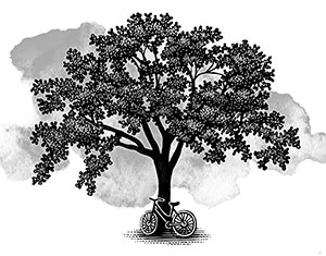 uc davis tree illustration